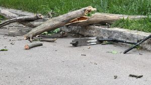 У Полтаві на дитину впало дерево, постраждалий у тяжкому стані