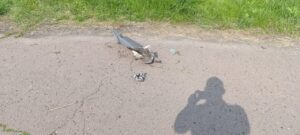 На Полтавщині ракетна атака пошкодила приватне майно
