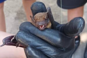 У Кременчуці рятували кажана з дротів