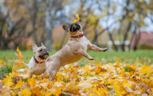Жовтень обіцяє теплу погоду та бабине літо