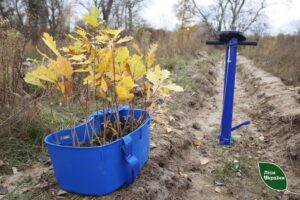 Посилення берегів Ворскли: висаджено 20 000 дерев у Полтавській області