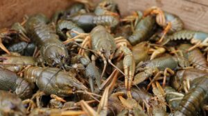 На Полтавщині дозволили вилов раків