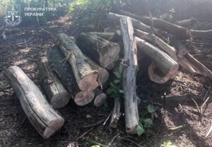 На Полтавщині судять лісорубів за незаконну порубку на мільйони