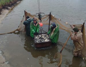 Кременчуцьке водосховище поповнилося товстолобами