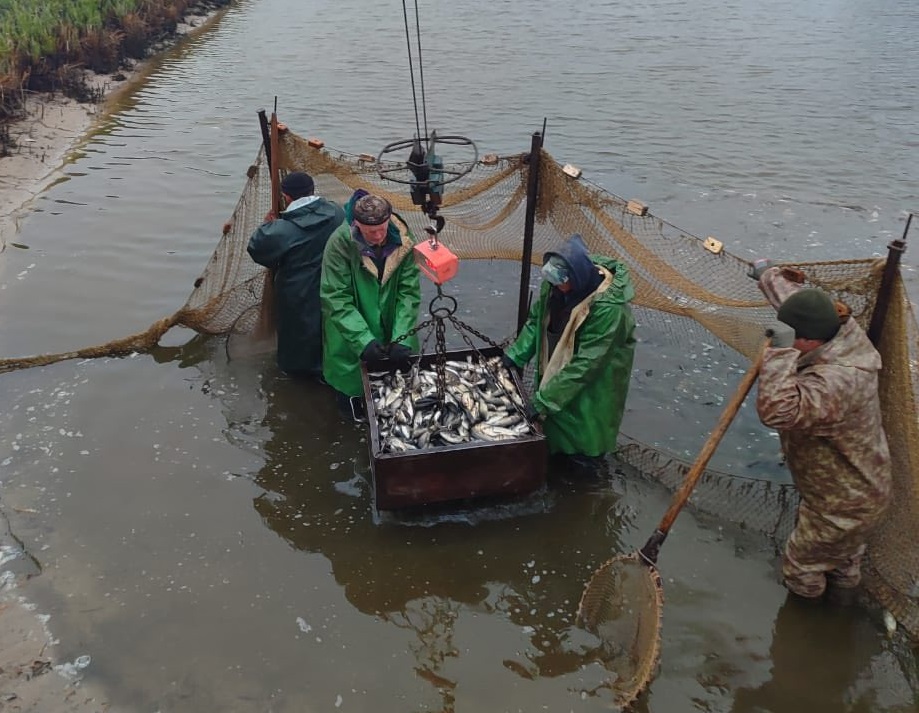 Кременчуцьке водосховище поповнилося товстолобами