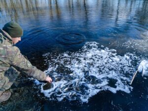 Відновлення біорізноманіття: у Ворсклу запустили 10 тисяч товстолобів