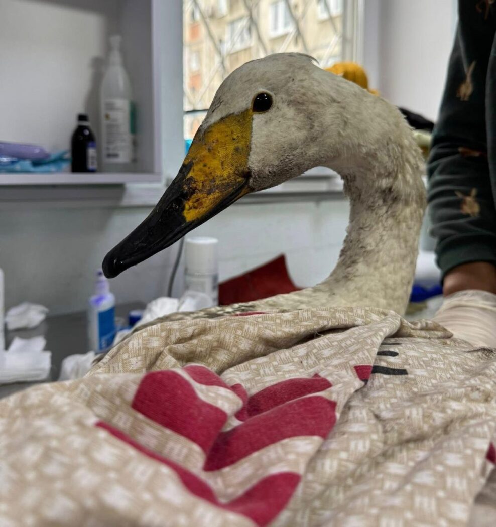 У Полтаві врятували рідкісного лебедя