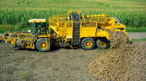 Полтавщина рекордно зібрала цукровий буряк