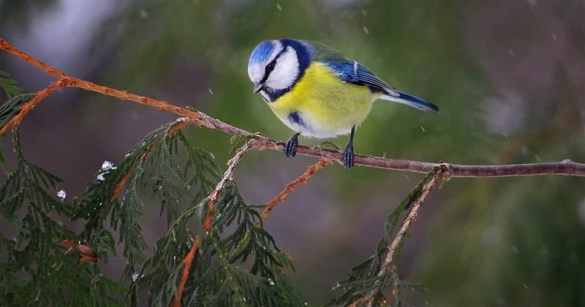 Грудень на Полтавщині очікується теплішим за норму