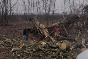 На Полтавщині виявили незаконну вирубку 127 дерев