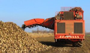 Завершено збір цукрового буряка на Полтавщині