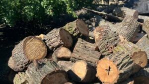 Масштабна незаконна вирубка дерев у Полтавському районі