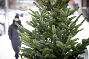 Де купити новорічну ялинку на Полтавщині: ціни і адреси