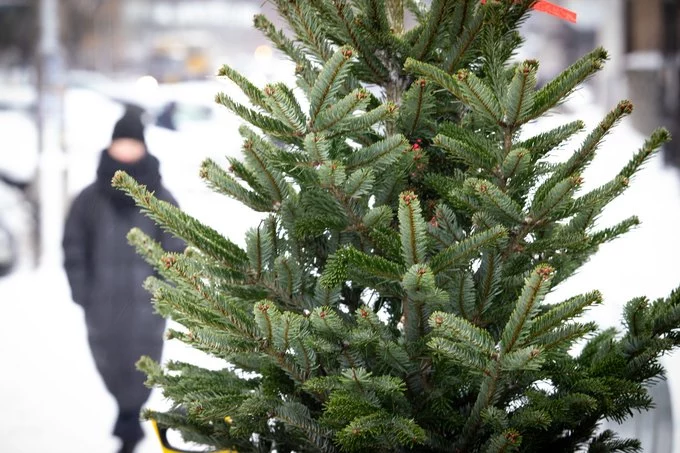 Де купити новорічну ялинку на Полтавщині: ціни і адреси