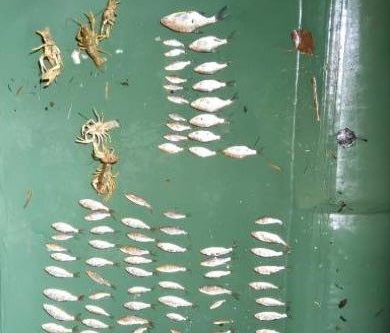 У Кременчуці затримали браконьєрів: збитки становлять понад 260 тис. грн