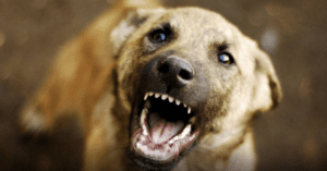 Собака покусав дитину в Горішніх Плавнях: пенсіонер оштрафований