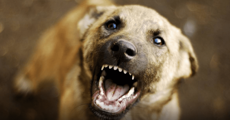 Собака покусав дитину в Горішніх Плавнях: пенсіонер оштрафований