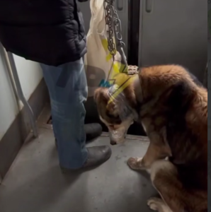 Чоловік обмотав собаку скотчем у електричці на Полтавщині