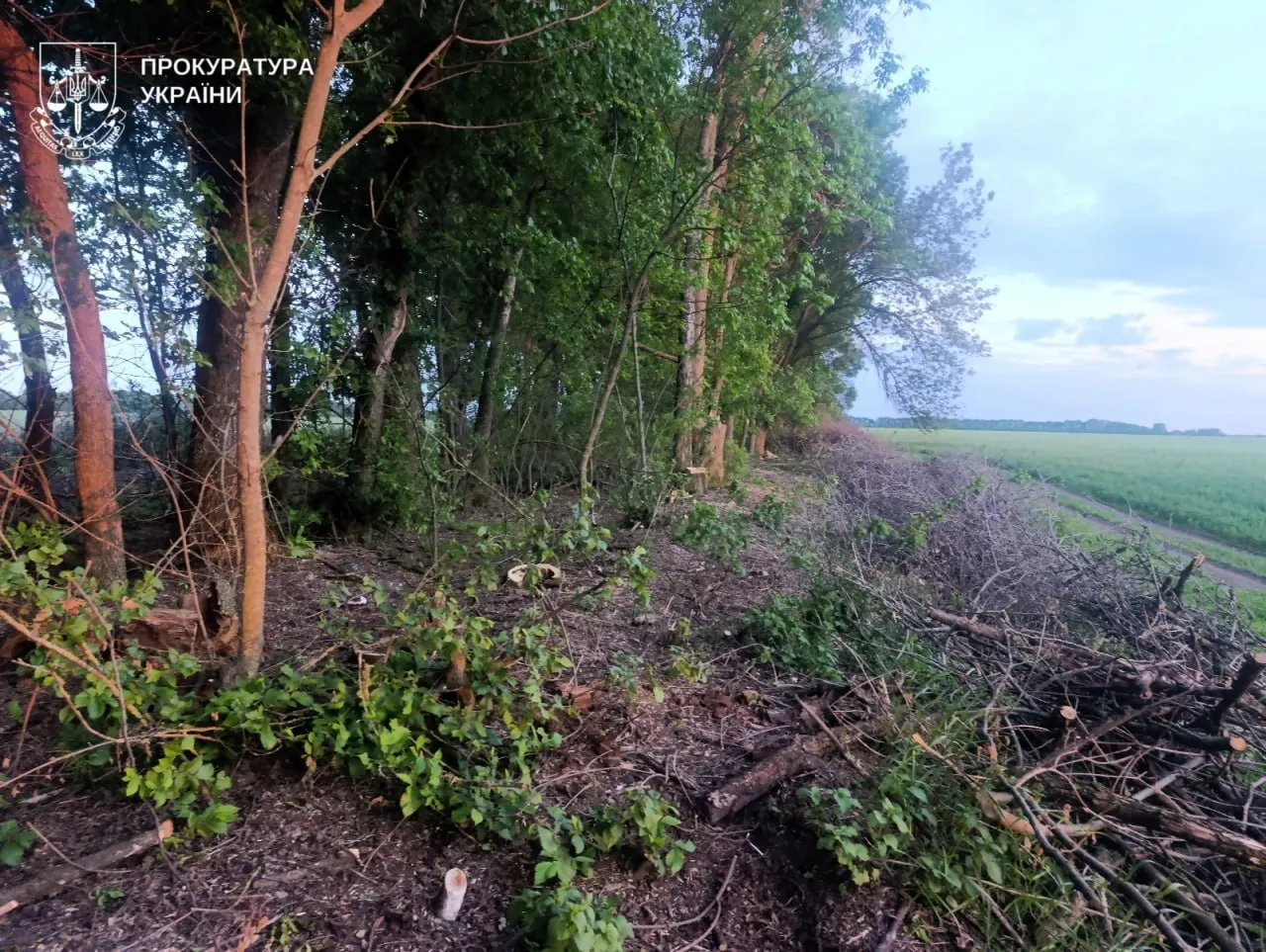 Нелегальна вирубка дерев на Миргородщині на мільйони гривень