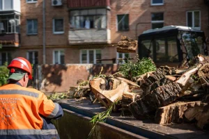 Видалення аварійних дерев у Полтаві на майже 3 млн грн